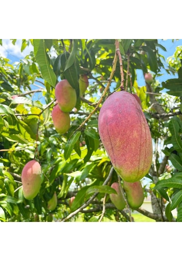 Aşılı Valencia Pride Mango Fidanı - 2 Yaş - 1 Kg Üzeri Dev Meyveli Nadir Gurme Çeşit Sınırlı Stok