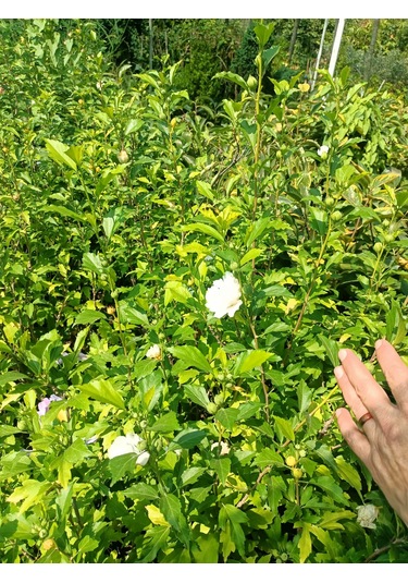 Yeşil Deniz Fidancılık Hatmi Fidanı 50-100 Cm