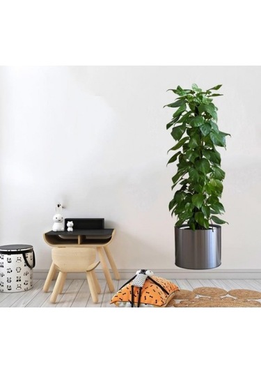 Saksılı Bitki Tasarımlı Yapışkanlı Sticker Resim 90 30 Cm 5060 Çok Renkli