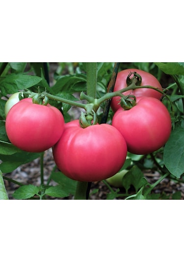 Pembe Domates Fidesi 5 Adet