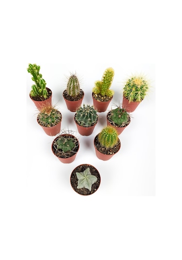 10 Lu Kaktüs Set - Özel Türler - 5.5 Cm Saksıda