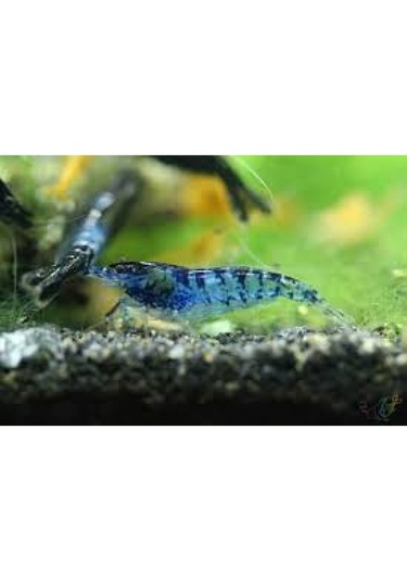 Rili Karides Karbon 4 Ad 1-1.2 Cm