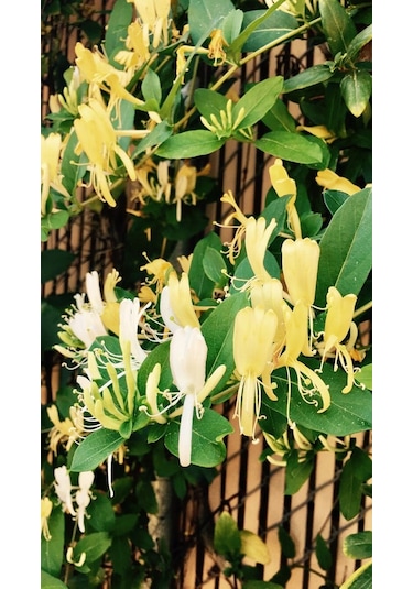 Sarmaşık Çiçekli Hanımeli Fidanı 1 Adet