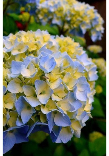 15 Adet Soft Mavi-sarı Renkli Ortanca Çiçeği Tohumu