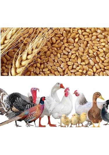 Buğday Yem 25 Kg Doğal Buğday Yemi Tavuk Yemi Kuş Yemi