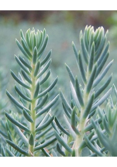 Sedum Reflexum 'blue Spruce' - 5 Adet Yer Örtücü Sukulent