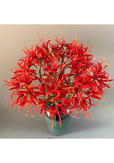 5 Adet Tohum Nadir Kırmızı Örümcek Zambağı Çiçeği Tohumu Saksı To