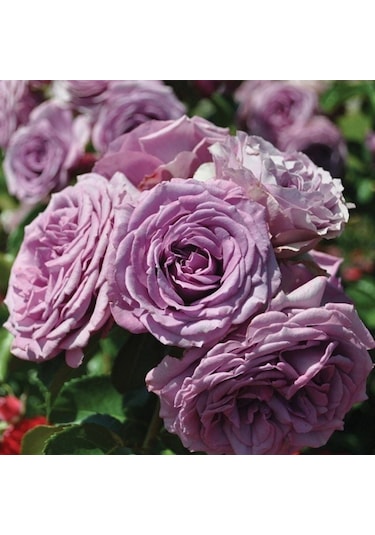 Tüplü Yoğun Kokulu Quick Silver Lila Renk Yediveren Sarmaşık Gül Fidanı