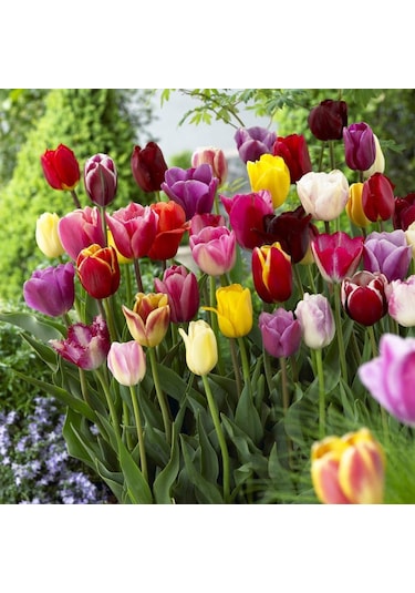 Özel Karışık Mix Lale Soğanı 10adet