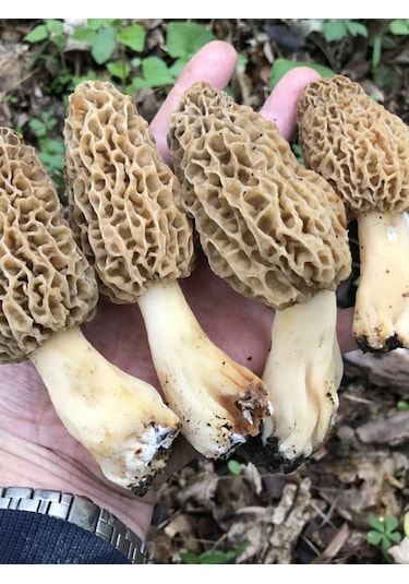 Kuzu Göbeği Mantarı Tohumu Mantar Tohumu 100 G