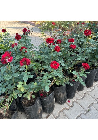 Tüplü Ve Aşılı Kırmızı Gül Fidanı Kök Yaşı 3