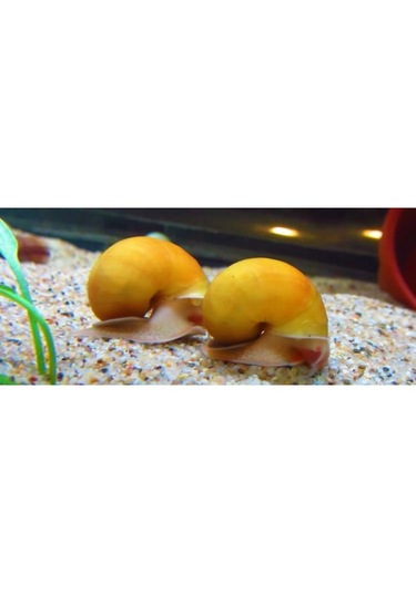 Elma Salyangozu Altın Damızlık Altı 10 Adet 5 Erkek 5 Dişi