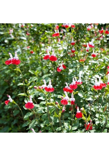 Süs Adaçayı - Salvia Microphylla 'Hot Lips' 3'lü Set