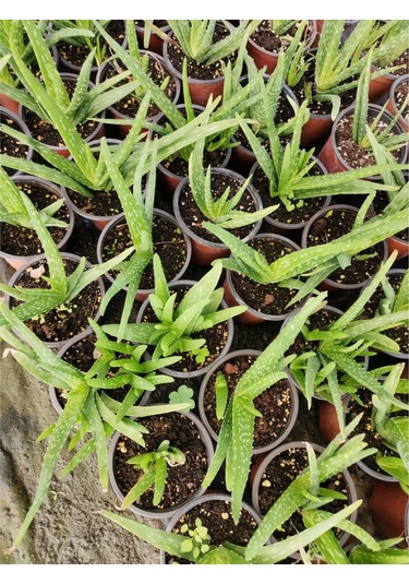 Gojiberryturkiye Farkıyla Aleo Vera Bitkisi