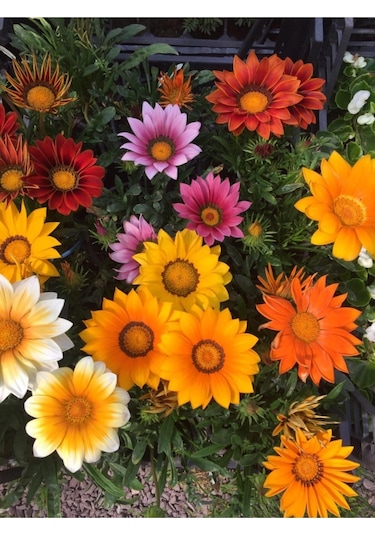 Karışık Gazanya Çiçeği Tohumu 10 Adet