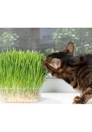 Ithal Kedi Çimi Tohumu 30 Gram Tohum Çim Tohumu