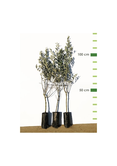 Zeytin Tirilye Gemlik Fidanı