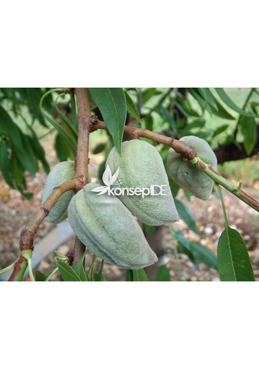 Badem Ferragnes Fidanı N11.483