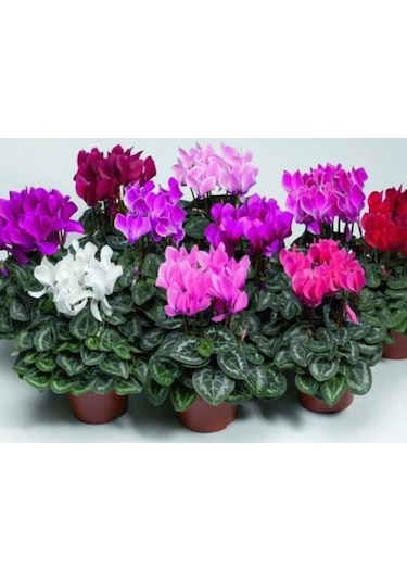 10 Adet Karışık Renkli Sıklamen Çiçeği Soğanı