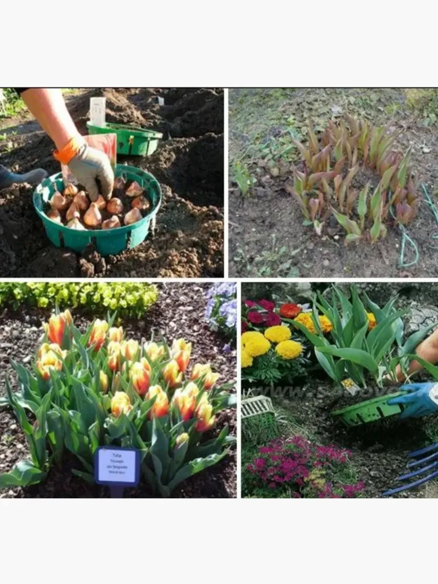 Botanikum Soğanlı Bitkiler İçin Sepet, Kelebek Yetiştirme 324986770