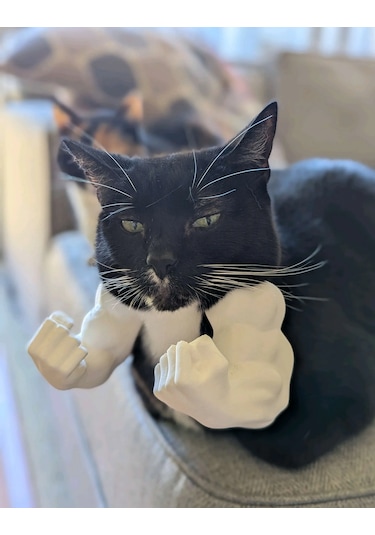 Kedi İçin Hulk Kolları Aksesuarı Beyaz Komik Kedi Aksesuarı