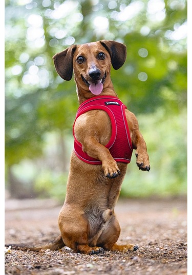 Beeztees Köpek Göğüs Tasması, Neopren, Kırmızı, Xs, 30-35cm Çok Renkli