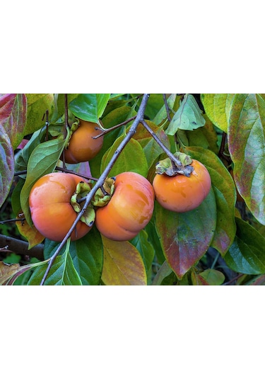 Hachiya Trabzon Hurması Fidanı Cennet Meyvesi 3 Yaş Tüplü Ve A