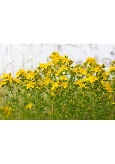 Mengü Şifa Doğal Aloe Vera + Kantaron Kremi 50 ML