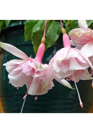 Xxl Çiçekli Katmerli Pink Marshmallow Küpe Çiçeği Fidesi 1 Adet
