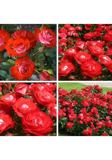 Tüplü Yer Örtücü Soğuklara Dayanıklı Planten Un Blomen Kırmızı Beyaz Yediveren Gül Fidanı