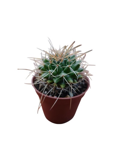 Mammillaria Magnimamma Kaktüs 8,5 Cm Lik Saksıda