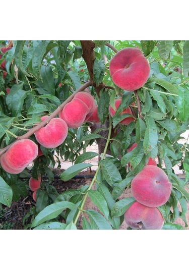 Tüplü Paraguaya Basık Yassı Domates Şeftali   Fidanı