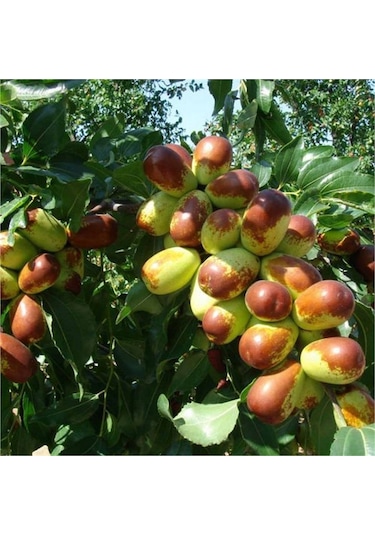 Tüplü Nadir Bulunan İri Meyveli Hünnap Fidanı