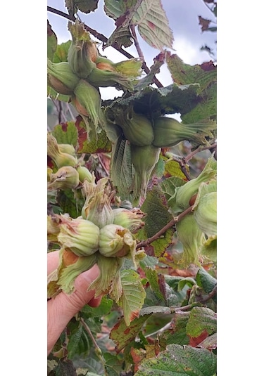 Fındık Fidanı 2 Adet Aşılı