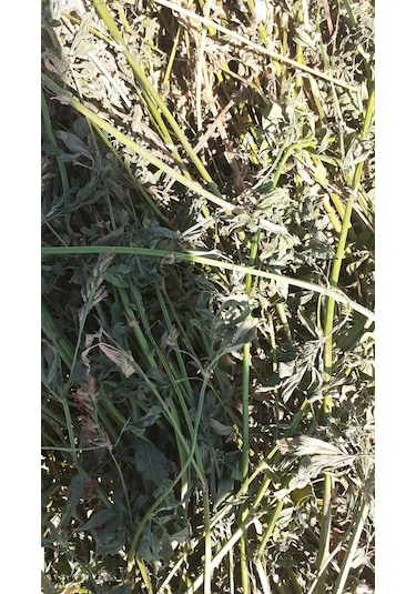 Kuru Yonca Kemirgen Otu Bol Çiçekli 1 KG