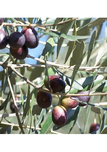 5 Adet Zeytin Fidanı Ayvalık Tüplü 1,5 Yaşında 70 Cm 12 Ay Dikim