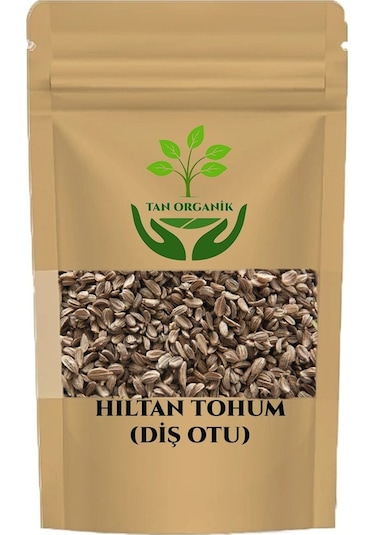 Hıltan Tohumu Diş Otu Visnaga Daucoides 500gr