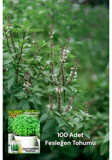 100 Adet Fesleğen Tohumu- Yoğun Aroma&yeşil Yapraklar