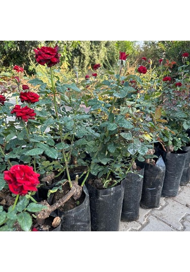 Tüplü Ve Aşılı Kırmızı Gül Fidanı Kök Yaşı 3