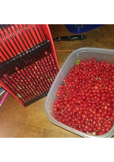 Fochsia Epathchina Kırmızı Metal Taraklı Büyük Kapasiteli Plastik Meyve Toplama Aracı