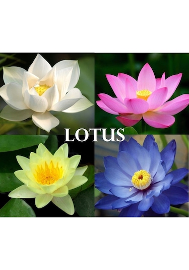 4 Renk Karışık Lotus Çiçeği Tohumu Tropikal Çiçek Tohumları 2 Adet Tohum