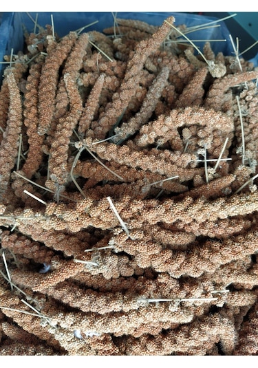Doğal Kızıl Dal Darı Kuş Yemi 100gr (Min:10cm-Max:20cm Uzunluk)