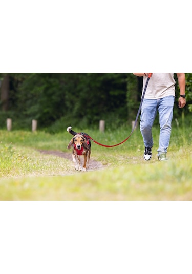 Beeztees Köpek Göğüs Tasması, Neopren, Kırmızı, M, 41-46cm Çok Renkli