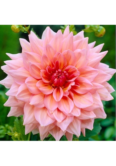 2 Adet Soft Pembe Renkli Dahlia Yıldız Çiçeği Soğanı