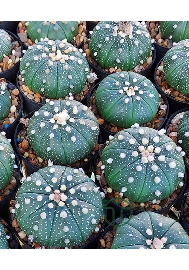 Astrophytum Asterias Serisi 1 Adet Nadir Koleksiyon Kaktüs 5.5 Cm