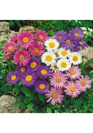 50 Adet Aster Çiçeği Tohumu