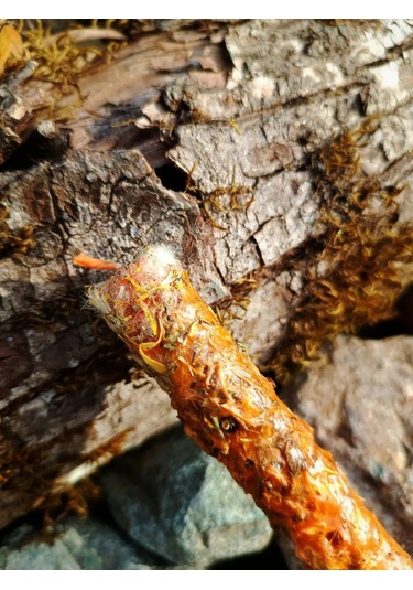 Magia Ogna Doğanın Gücü Enerji Mumuydu 301241459 Turuncu