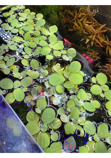 Pistia Stratiotes Su Marulu Su Üstü Canlı Akvaryum Bitkisi 4 Kök 15-20 Yaprak Kolay Bitki