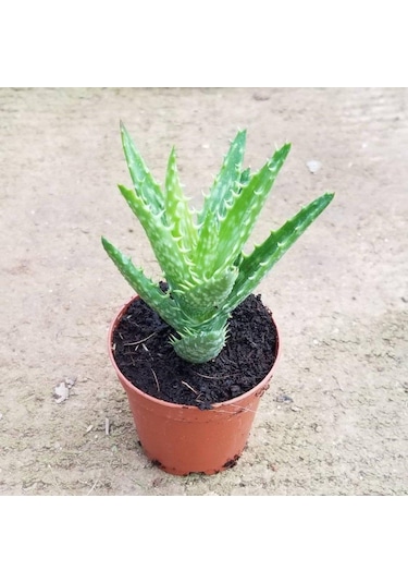 Minyatür Aloevera. 5.5 Cm Saksıda
