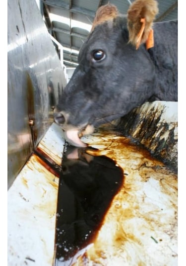 Melas Sülfürsüz Şeker Pancarı Melası Pekmez 42 KG
